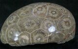 Polished Fossil Coral Head - Morocco #22307-1